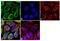 Erb-B2 Receptor Tyrosine Kinase 4 antibody, MA5-12888, Invitrogen Antibodies, Immunofluorescence image 