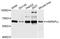 Heterogeneous Nuclear Ribonucleoprotein L Like antibody, A10360, ABclonal Technology, Western Blot image 