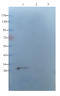 Solute Carrier Family 6 Member 1 antibody, orb101515, Biorbyt, Western Blot image 