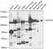 Dehydrogenase E1 And Transketolase Domain Containing 1 antibody, A09027, Boster Biological Technology, Western Blot image 
