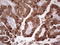 COX2 antibody, LS-C339530, Lifespan Biosciences, Immunohistochemistry paraffin image 