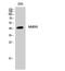Neuromedin B Receptor antibody, STJ94513, St John