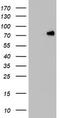 Heterogeneous Nuclear Ribonucleoprotein M antibody, CF803107, Origene, Western Blot image 