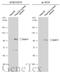 Upstream Binding Transcription Factor antibody, GTX133773, GeneTex, Western Blot image 