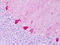 Adrenoceptor Beta 2 antibody, TA341347, Origene, Immunohistochemistry paraffin image 