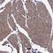 Transmembrane Protein 158 (Gene/Pseudogene) antibody, NBP2-68993, Novus Biologicals, Immunohistochemistry frozen image 