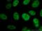 SWI/SNF Related, Matrix Associated, Actin Dependent Regulator Of Chromatin, Subfamily A, Member 2 antibody, 26613-1-AP, Proteintech Group, Immunofluorescence image 