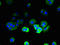 T Cell Receptor Beta Constant 1 antibody, LS-C370479, Lifespan Biosciences, Immunofluorescence image 