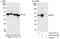 PGI antibody, A303-753A, Bethyl Labs, Immunoprecipitation image 