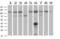 Alcohol Dehydrogenase 1B (Class I), Beta Polypeptide antibody, NBP2-00649, Novus Biologicals, Western Blot image 