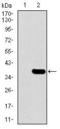 Solute Carrier Family 27 Member 5 antibody, GTX60688, GeneTex, Western Blot image 