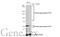 Glypican 1 antibody, GTX132672, GeneTex, Western Blot image 