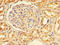 Nuclear Factor, Erythroid 2 Like 1 antibody, A63022-100, Epigentek, Immunohistochemistry paraffin image 