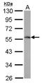 Tripartite Motif Containing 62 antibody, NBP2-15144, Novus Biologicals, Western Blot image 