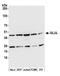 Glutamate-Ammonia Ligase antibody, A305-323A, Bethyl Labs, Western Blot image 