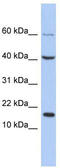 Atonal BHLH Transcription Factor 7 antibody, TA341460, Origene, Western Blot image 