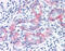 Melanoma Cell Adhesion Molecule antibody, 51-346, ProSci, Immunohistochemistry frozen image 
