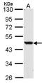 Nuclear Receptor Subfamily 1 Group H Member 2 antibody, LS-C109382, Lifespan Biosciences, Western Blot image 