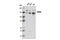 WW And C2 Domain Containing 1 antibody, 8774S, Cell Signaling Technology, Western Blot image 