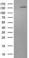 ERBB2 antibody, CF505829, Origene, Western Blot image 