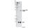 Nucleophosmin 1 antibody, 3517S, Cell Signaling Technology, Western Blot image 