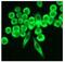 CAD protein antibody, ab40800, Abcam, Immunofluorescence image 