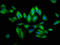 Phosphatidylinositol Glycan Anchor Biosynthesis Class V antibody, LS-C672849, Lifespan Biosciences, Immunofluorescence image 