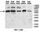 Zinc Finger AN1-Type Containing 4 antibody, orb78317, Biorbyt, Western Blot image 