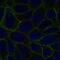 Galectin 8 antibody, NBP2-55285, Novus Biologicals, Immunofluorescence image 