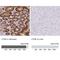 Cathepsin E antibody, NBP2-33868, Novus Biologicals, Immunohistochemistry paraffin image 