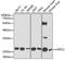 Hypoxanthine Phosphoribosyltransferase 1 antibody, GTX33248, GeneTex, Western Blot image 