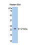 Endothelin 1 antibody, LS-C299103, Lifespan Biosciences, Western Blot image 