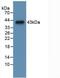 Cholecystokinin antibody, MBS2002701, MyBioSource, Western Blot image 