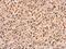 p21 antibody, PA5-34805, Invitrogen Antibodies, Immunohistochemistry frozen image 
