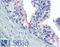 Anti-Mullerian Hormone antibody, LS-B4020, Lifespan Biosciences, Immunohistochemistry paraffin image 
