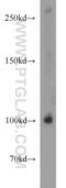 BBX High Mobility Group Box Domain Containing antibody, 17254-1-AP, Proteintech Group, Western Blot image 