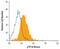 Ribosomal Protein S6 Kinase B1 antibody, MAB8962, R&D Systems, Flow Cytometry image 