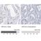 TSPY Like 6 antibody, NBP2-33977, Novus Biologicals, Immunohistochemistry paraffin image 