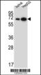 WD Repeat Domain 43 antibody, 61-948, ProSci, Western Blot image 