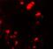 UbiA Prenyltransferase Domain Containing 1 antibody, NBP2-82046, Novus Biologicals, Immunofluorescence image 