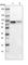 Metadherin antibody, HPA010932, Atlas Antibodies, Western Blot image 
