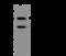 RNA Polymerase II Subunit B antibody, 204182-T36, Sino Biological, Western Blot image 