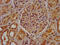 Mucin 20, Cell Surface Associated antibody, CSB-PA822693LA01HU, Cusabio, Immunohistochemistry paraffin image 