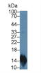 C-C motif chemokine 20 antibody, LS-C314386, Lifespan Biosciences, Western Blot image 