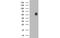 Nectin Cell Adhesion Molecule 1 antibody, MBS832939, MyBioSource, Western Blot image 