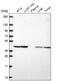 Phosphoglycerate Kinase 2 antibody, NBP2-68964, Novus Biologicals, Western Blot image 