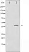 Adrenoceptor Beta 2 antibody, abx012124, Abbexa, Western Blot image 