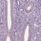 Colipase Like 1 antibody, HPA073155, Atlas Antibodies, Immunohistochemistry frozen image 