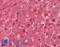 Autoimmune Regulator antibody, LS-C428304, Lifespan Biosciences, Immunohistochemistry frozen image 
