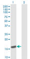 Peptidylprolyl Isomerase A antibody, LS-C197963, Lifespan Biosciences, Western Blot image 